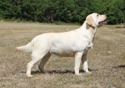 Étalon Labrador Retriever - Penelope Du clos de nissa-bella