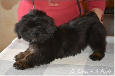 Étalon Lhassa Apso - Soko ono de dame nature