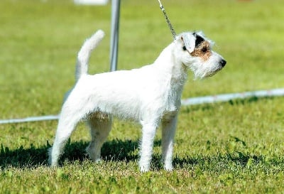Étalon Parson Russell Terrier - Oural (Sans Affixe)}