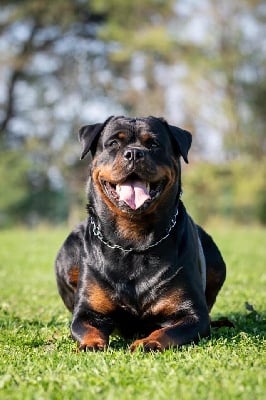 Étalon Rottweiler - Rage Des Molosses Guerrier D’Aton