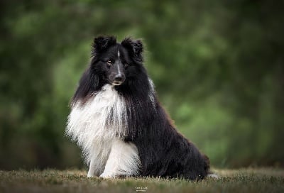 Étalon Shetland Sheepdog - Nights in white satin du Domaine du Carpé