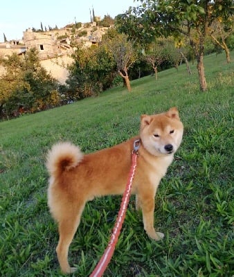 Étalon Shiba - Kodi Of Sakura Matsuri