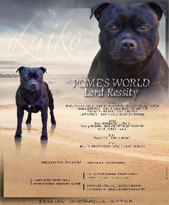 Étalon Staffordshire Bull Terrier - Pome's World Lord kossity