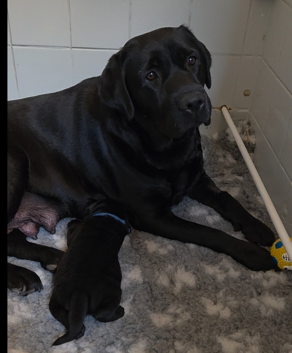 Publication : Du Gardien Des Aulnois 