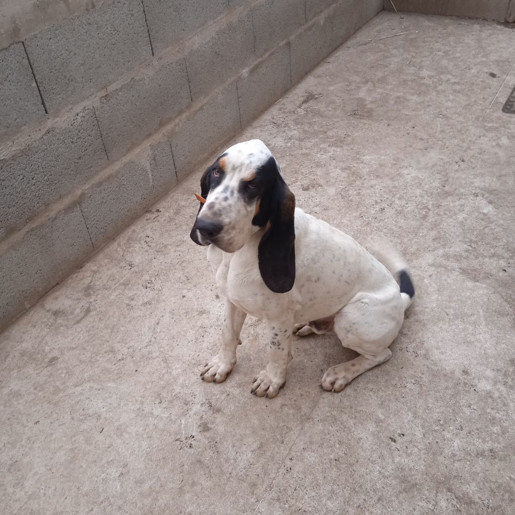 Publication : Du Bois Marquis 