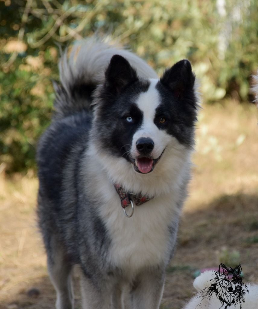 Publication : Sons Of Sakha 