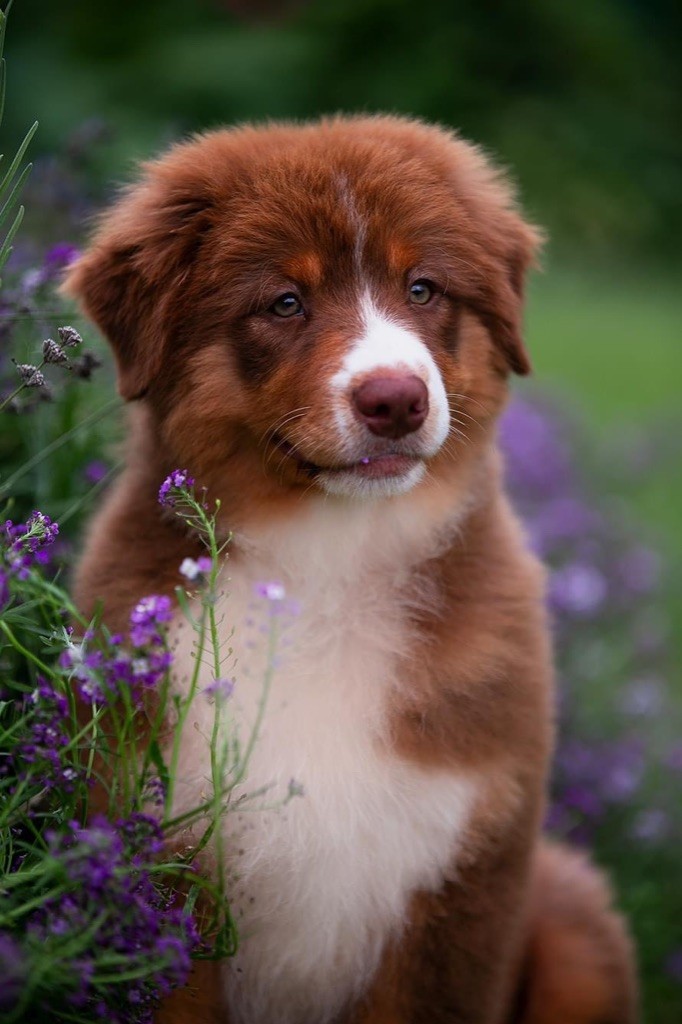 Publication : Of Betty’s Diamonds Auteur : DAMANI DREAM 