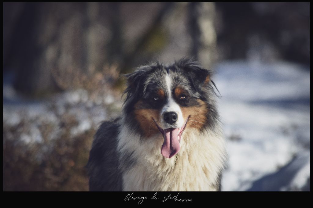 Publication : des Voies Occitanes Auteur : gutzwiller laetitia