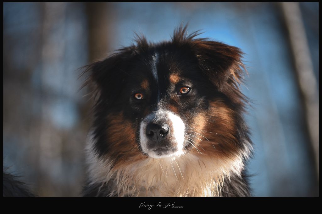 Auteur : laetitia gutzwiller