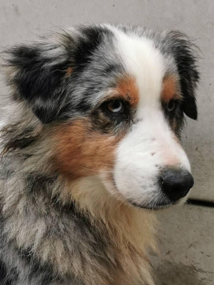 Lysou blue du mont de la chenaie