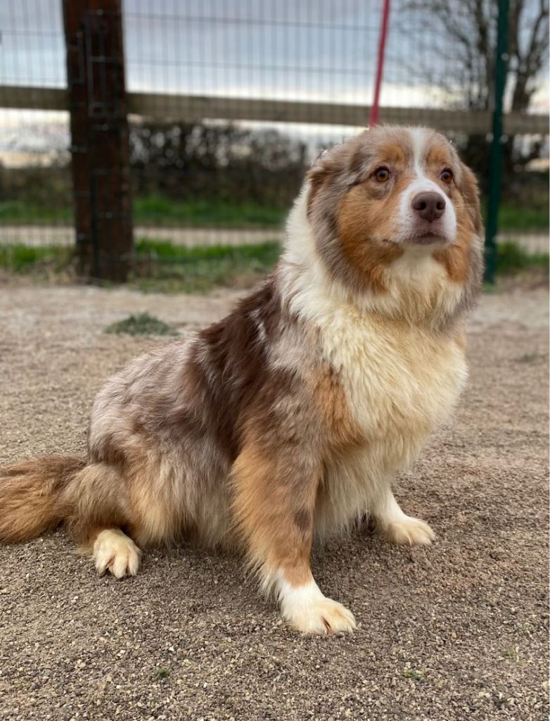 Naika Des Bocages Du Pays De Bray