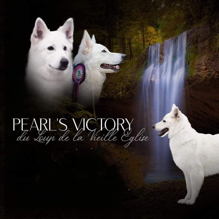 Pearl's victory du Loup de la Vieille Eglise