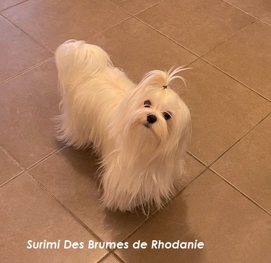 Publication : des Brumes de Rhodanie 