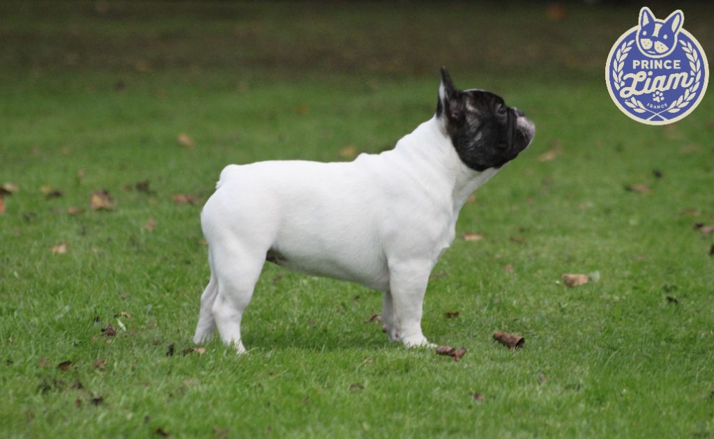  Auteur : Elevage PRINCE LIAM