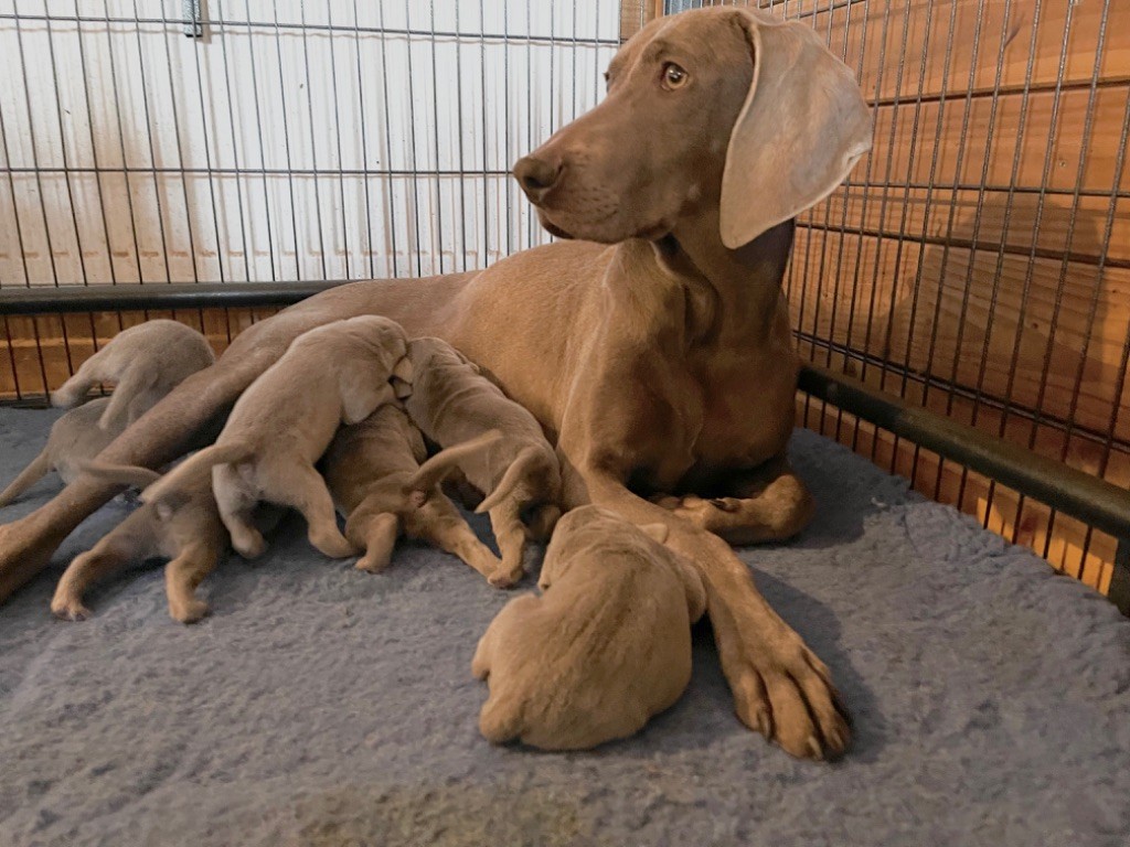 Publication : Caranusca