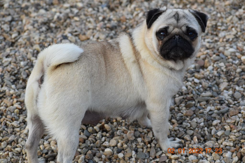 Publication : breeding deluxe 