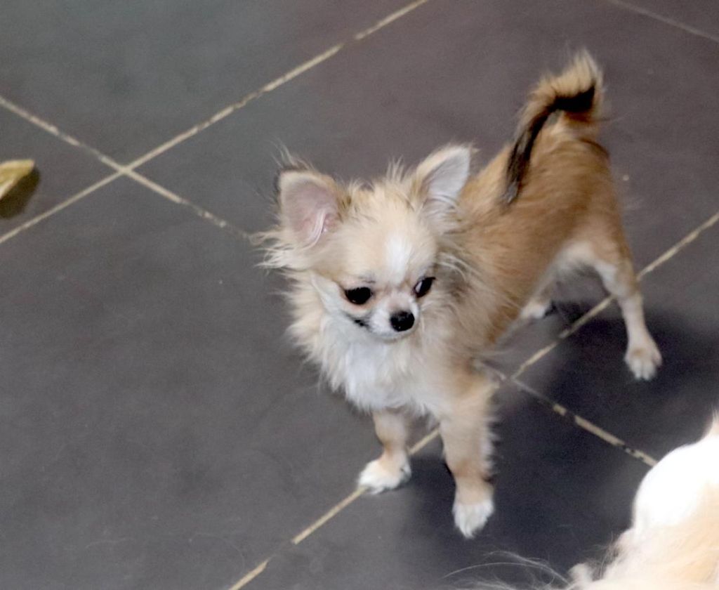 Publication : De La Vallée Des Cèdres Bleus 