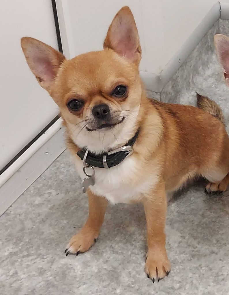 Publication : Du Palais Des Coussinets Auteur : Barranca del Cobre