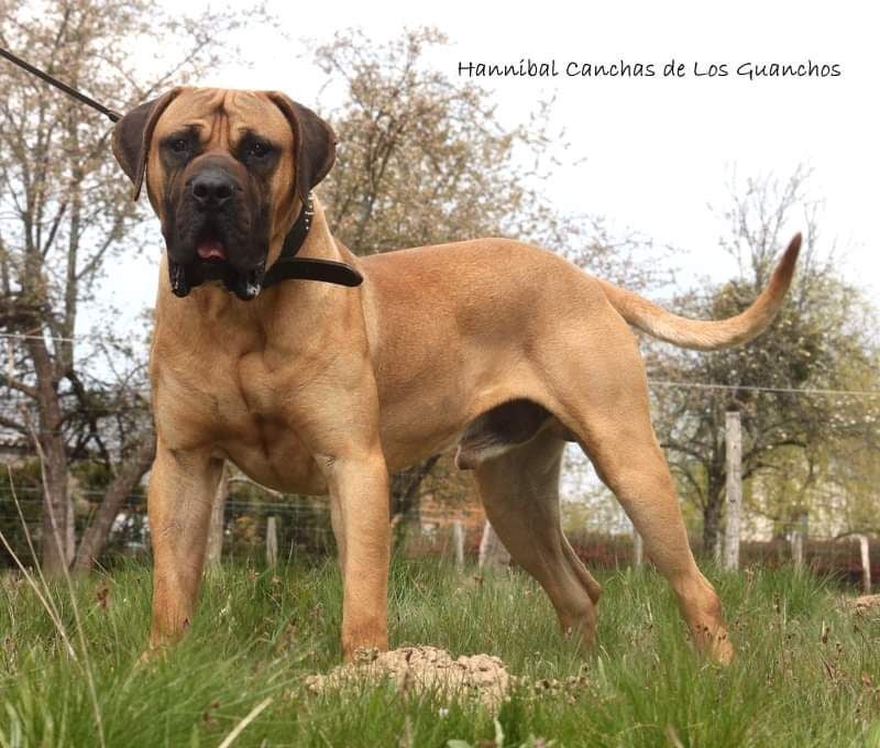 Hannibal barca canchas de los guanchos