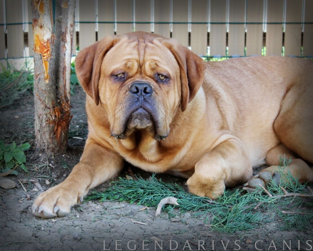 Publication : Legendarivs Canis Auteur : Anthony Fauvel