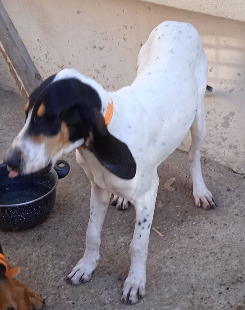 Publication : Du Bois Marquis