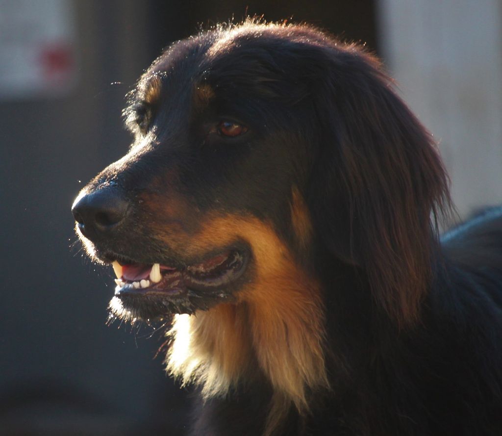 Publication : Des trois petits diables Auteur : Martine Dedier