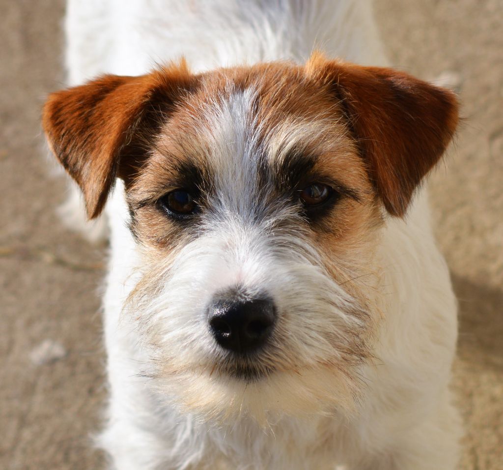 Publication : Des Gerveilles