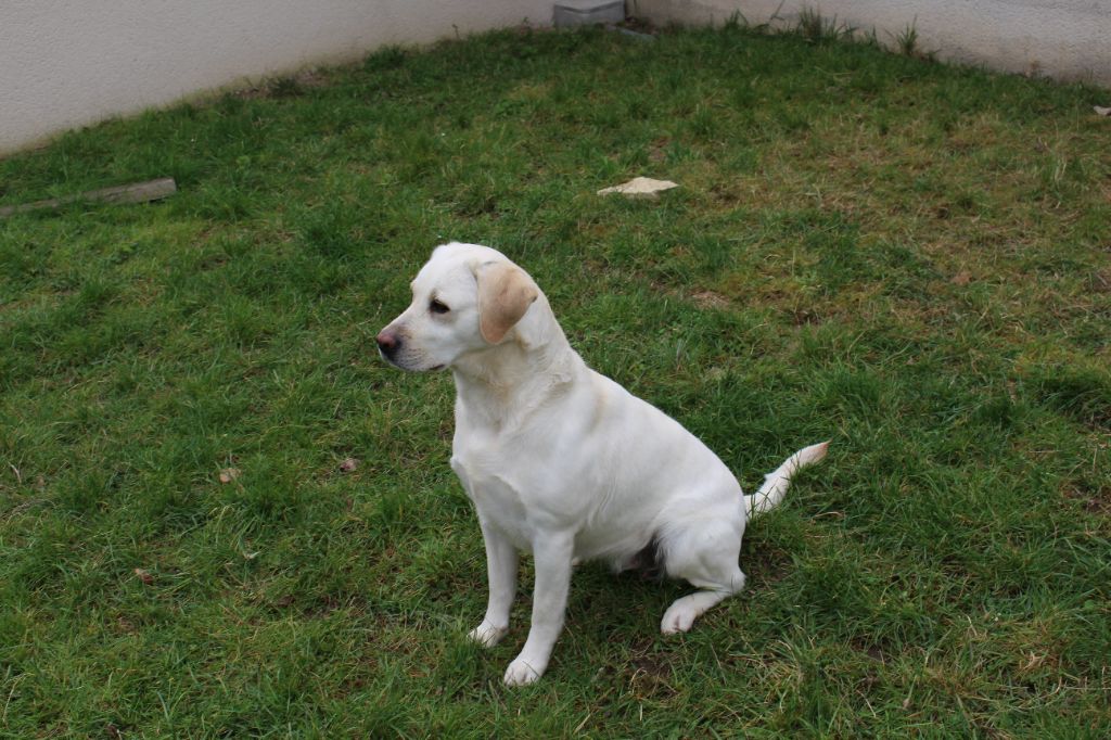 Gabie De L'Argenterie De Marfeuille