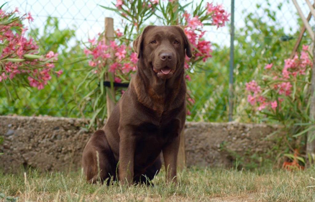 Opt for the best Of evergreen oak