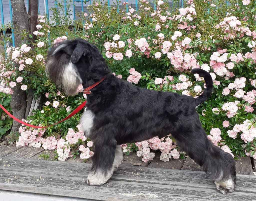 Scedir Jeffery deaver