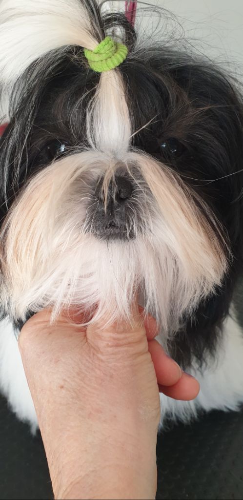 Publication : Du Domaine Du Shiloh