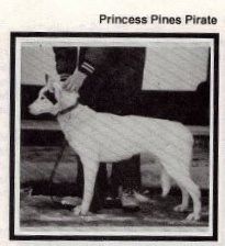 princess pines Pirate