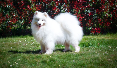 Étalon Samoyède - CH. anatina Coffee call