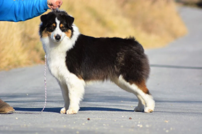 Étalon Berger Australien - Royal bubble crown au coeur du verdon