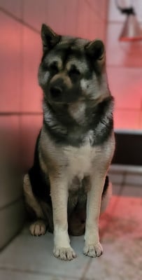 Étalon Akita americain - Reina Des marais de courmont