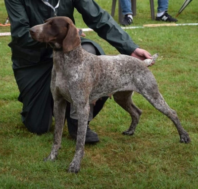 Étalon Braque allemand à poil court - Orka de la vallée des dunes