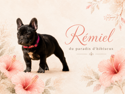 Étalon Bouledogue français - Remiel Du Paradis D'Hibiscus