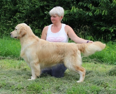 Étalon Golden Retriever - CH. One million Du bois de la rayere}