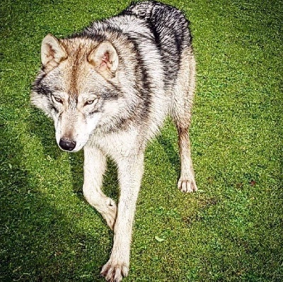 Étalon Chien-loup tchecoslovaque - Nocturne (naiko) de la louve blanche