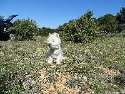 Étalon West Highland White Terrier - Huggy Des Hauts De Fertalières