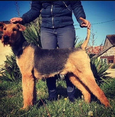 Étalon Airedale Terrier - Jezabelle-lilly du Coteau Des Levriers