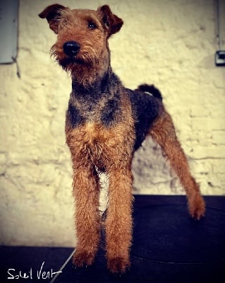 Étalon Airedale Terrier - Parvati du Manoir de la Haute Brosse