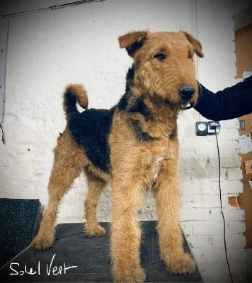 Étalon Airedale Terrier - Redcap Du Soleil Vert