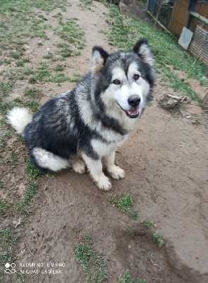 Étalon Alaskan Malamute - Plume (Sans Affixe)