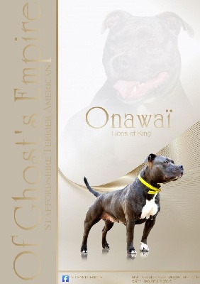 Étalon American Staffordshire Terrier - Onawai lions of king