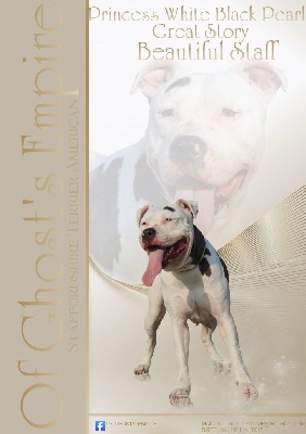 Étalon American Staffordshire Terrier - Princess white black pearl great story beautiful staff