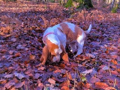 Étalon Basset Hound - Just Phantom So cute