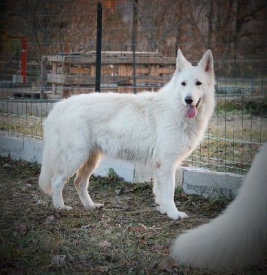 Étalon Berger Blanc Suisse - Paloma Du Domaine Des Beautés Divines