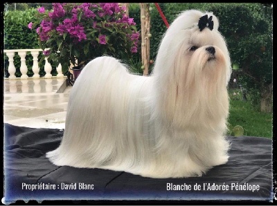 Étalon Bichon maltais - Orchidee blanche de L'Adoree Peneloppe