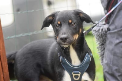 Étalon Border Collie - Spitfire black atomic bomb De La Stella Del Pyrame